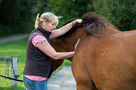 Pferde-Massage
