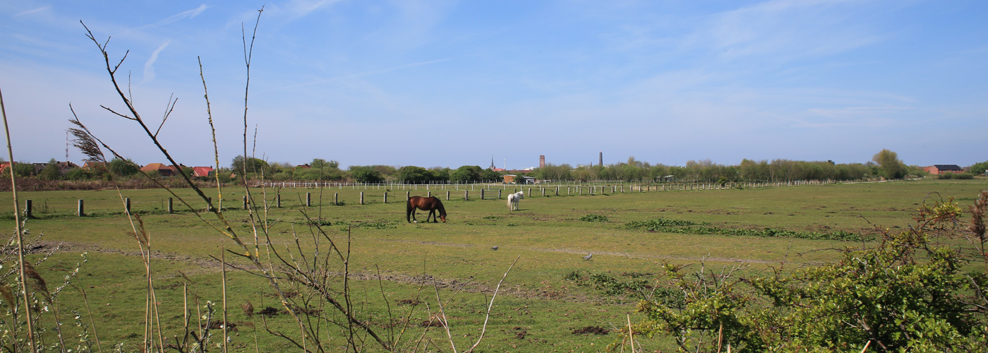 Pferd – Bild aus der bestehenden Praxiswebsite